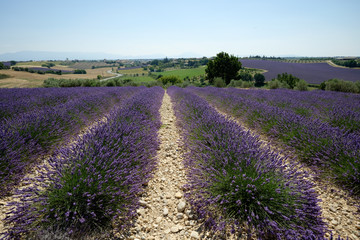Fototapeta na wymiar F, Provence, Alpes de Haut-Provence, Lavendelfeld am Plateau de Valensole