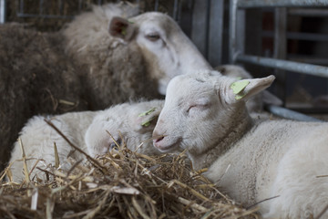 Lamb, eyes closed