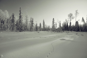Fototapeta premium monochrome winter landscape