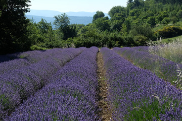 Fototapeta na wymiar F, Provence, Alpes de Haut-Provence, Lavendelfeld