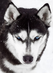 Portrait of a dog Siberian Husky