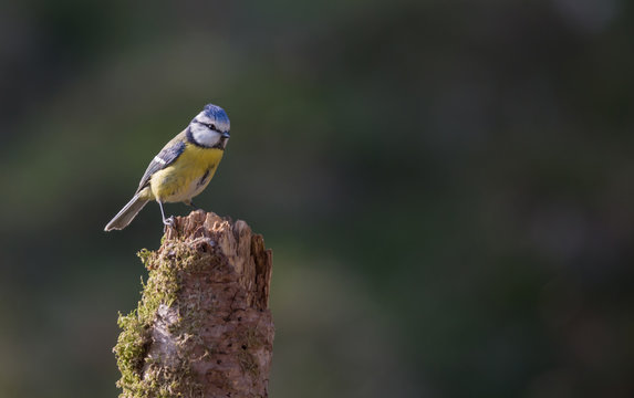 m&eacute;sange bleue
