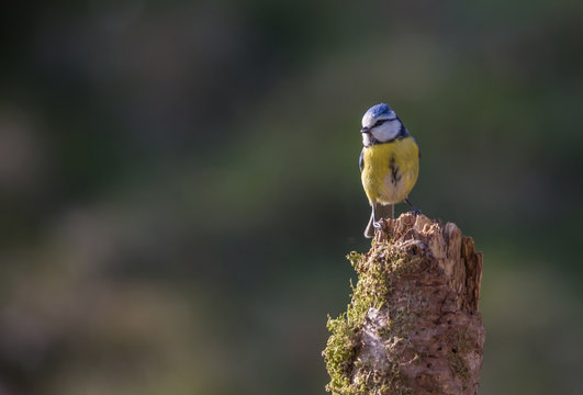 m&eacute;sange bleue