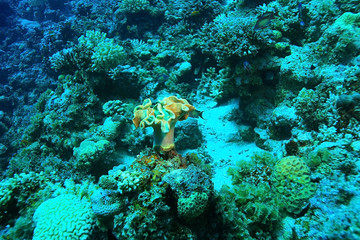 tropical sea underwater landscape