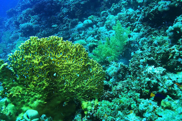 branches of coral underwater macro photo