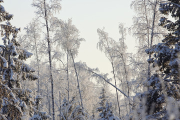 winter cold day fir forest landscape