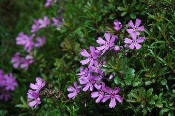 wiosenne kwiaty w ogrodzie