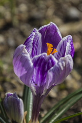 colchicum in the garden