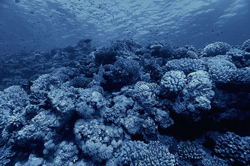 coral reef underwater photo