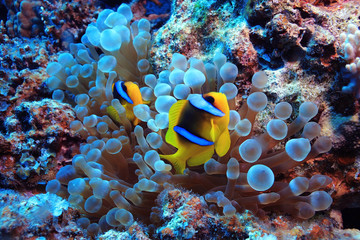 anemone fish, clown fish, underwater photo