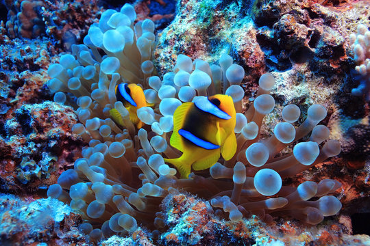 anemone fish, clown fish, underwater photo