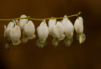 White Bleeding Hearts with dew.