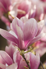 Fototapeta na wymiar flowering magnolia tree