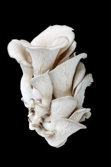 Oyster mushrooms on a black background