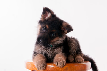 chiot berger allemand © Magalice