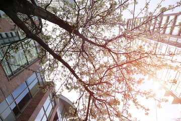 the image of cherry blossom