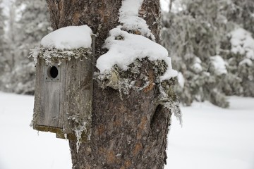 Birdhouse with Snow