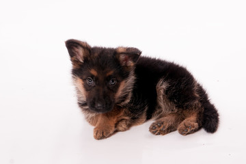 chiot berger allemand