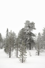Trees covered with snow.