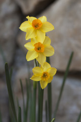 Naklejka premium narcissus in the garden