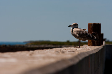 Lone gull on edge of the pier.