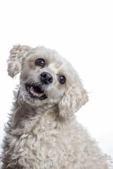 Pudel Terrier Mischling