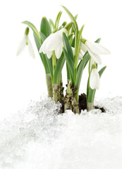 Snowdrop and Snow