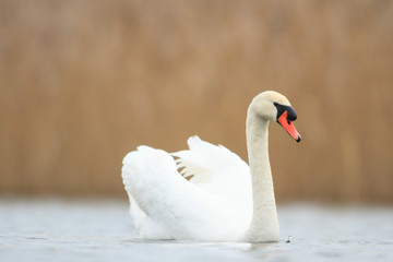 swan