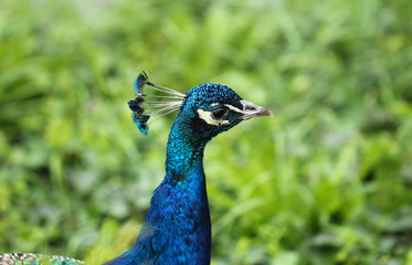 Obraz premium Peacock