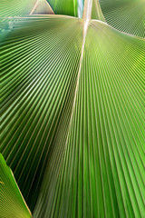 Palm leaf / Close up palm leaf use as background.