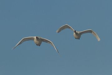 Obraz premium swan
