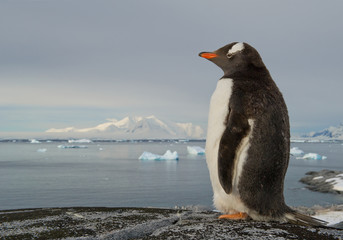 Gentoo penguin standing on the rock, snowy mountains in background, Antarctic Peninsula