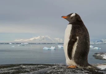 Foto op Plexiglas Gentoo penguin standing on the rock, snowy mountains in background, Antarctic Peninsula © mzphoto11