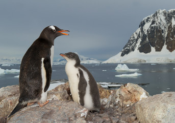 Gentoo penguin standing on the rock with chick, snowy mountains in background, Antarctic Peninsula
