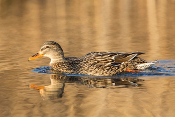 Mallard female at sunset, Italy