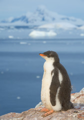 Naklejka premium Young gentoo penguin standing on the rock, snowy mountains in background, Antarctic Peninsula