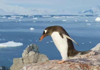 Poster Gentoo penguin building his nest from small stones, snowy mountains in background, Antarctic Peninsula © mzphoto11
