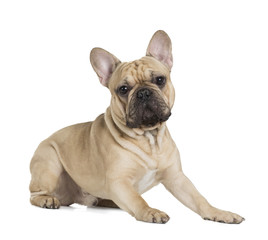 french bulldog fawn color on a white background