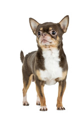 Obraz premium chocolate chihuahua dog