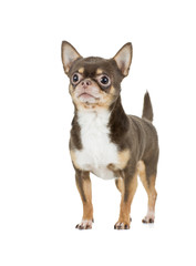 Obraz premium chocolate chihuahua dog