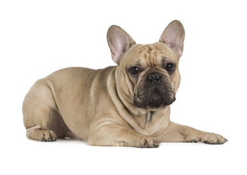 french bulldog fawn color on a white background