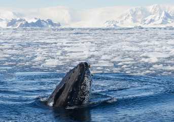 Humpback whale looking from blue sea water at the boat, with floating ice around and snowy mountains in background, Antarctic Peninsula