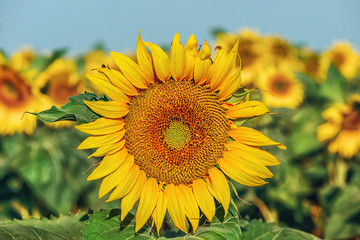 Beautiful sunflowers in the field with bright blue sky
