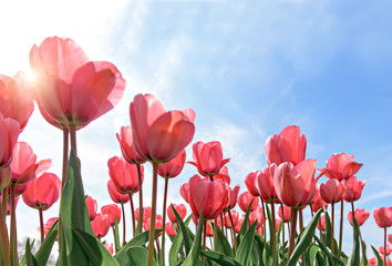 Red tulips against blue sky background