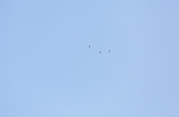 Wild goose's flying on blue sky background