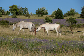 Obraz na płótnie Canvas F, Provence, Vaucluse, Pferde auf Weide zwischen Lavendelfeldern