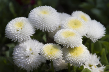 bellis perennis daisy in the garden © spetenfia