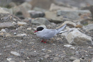 Arctic tern, from Arctic, Svalbard