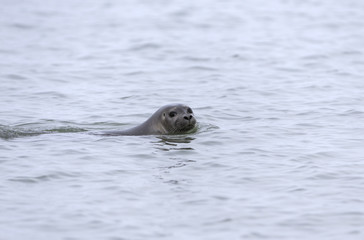 Fototapeta premium Swimming Ringed seal, from Arctic, Svalbard.