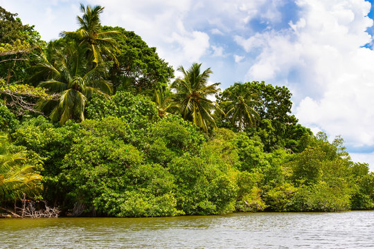 Tropical palm trees on the river bank.